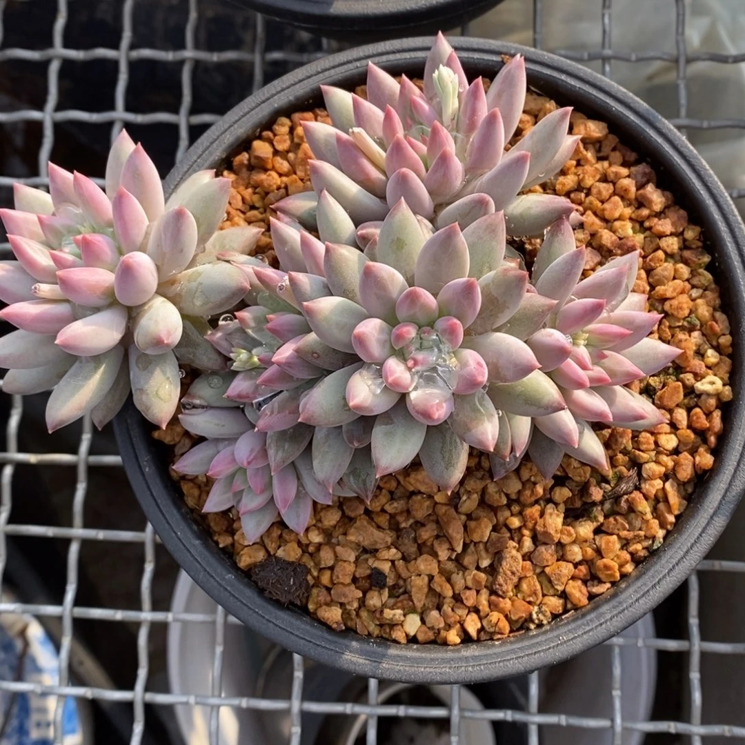 流沙虞6头一物一拍