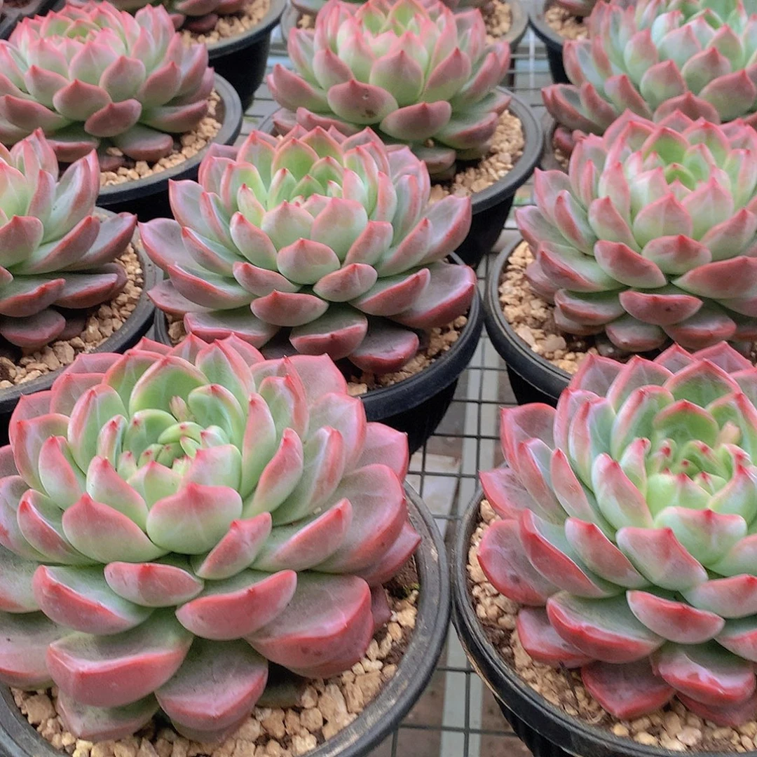 超大红鸾35677899900