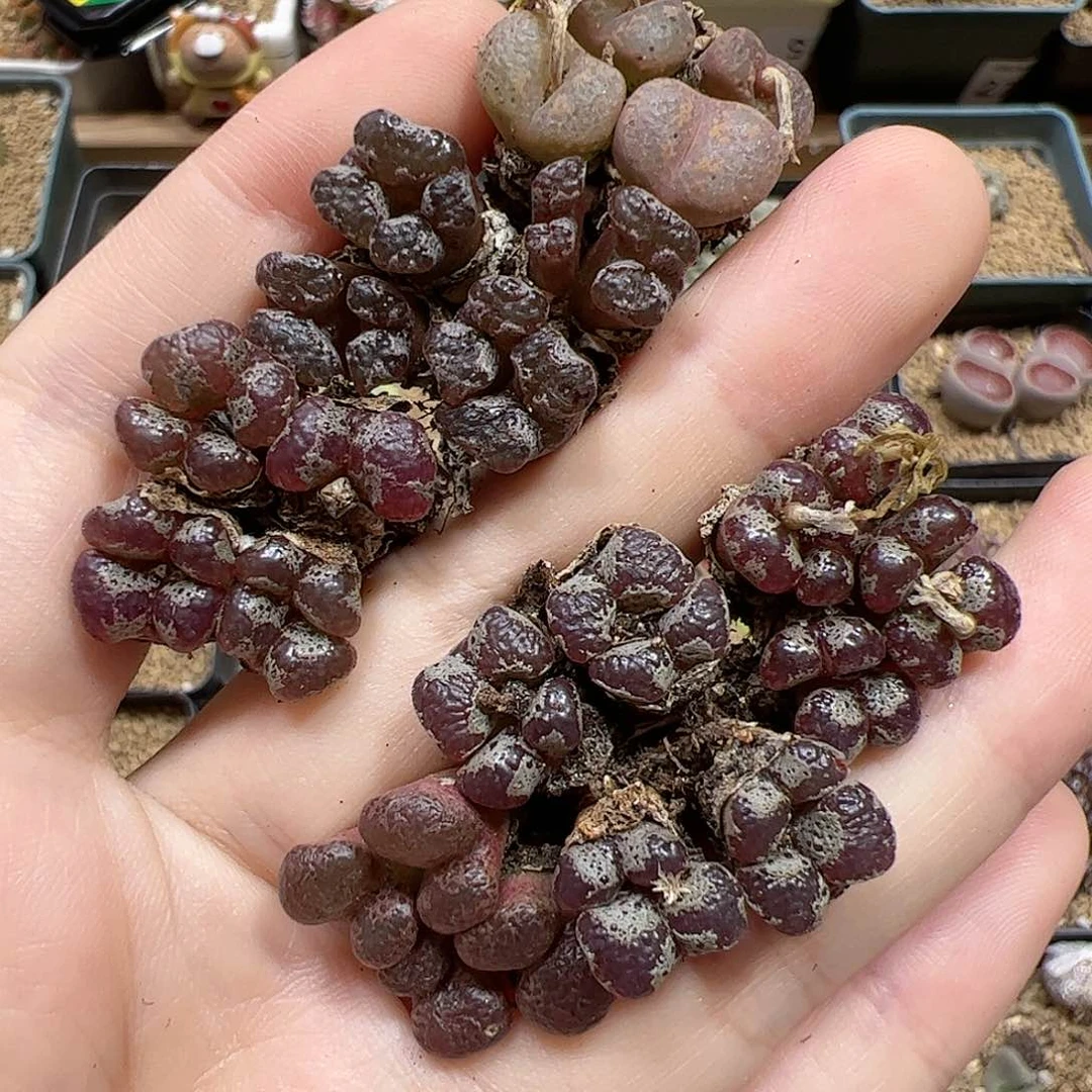 【闪购商品】51 福利