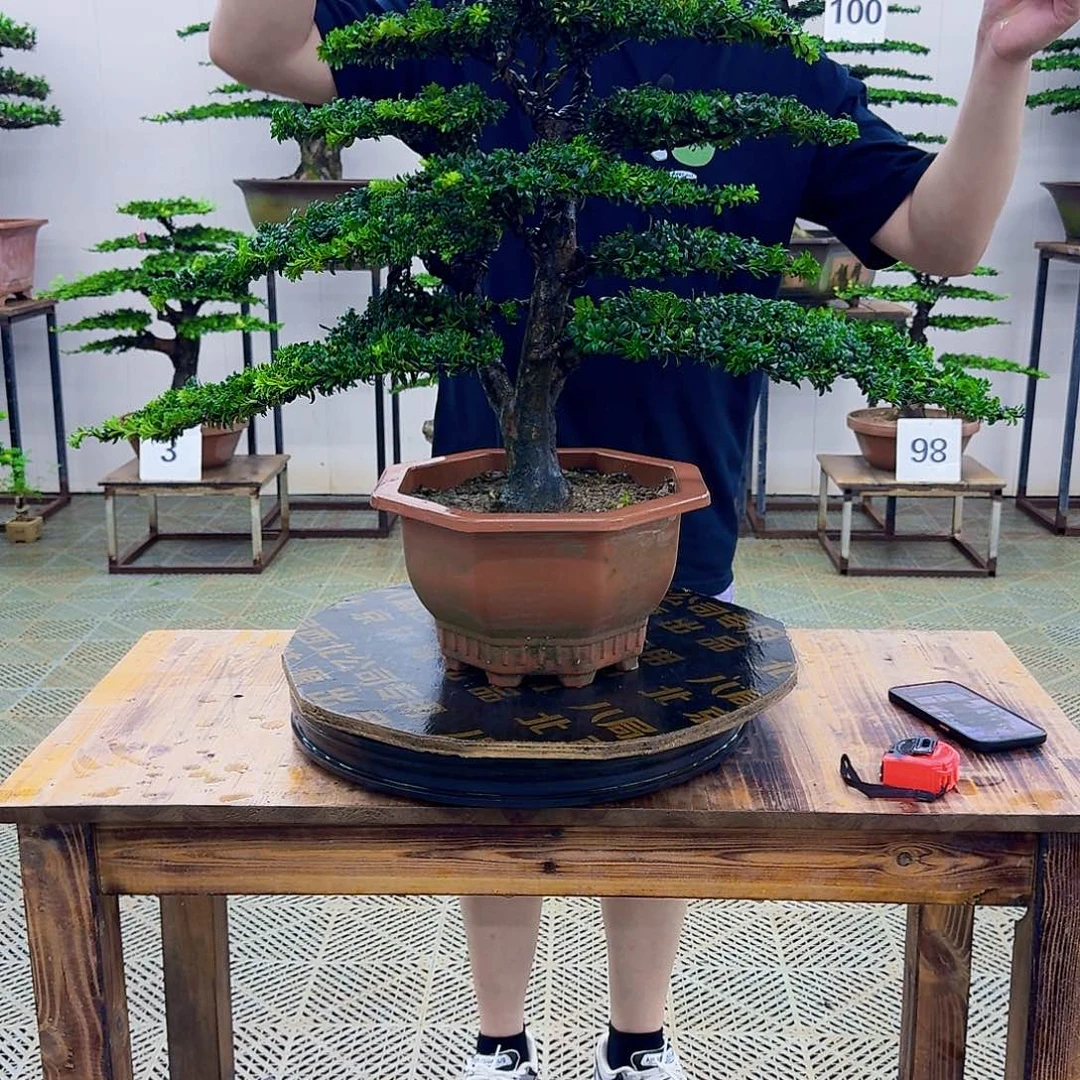 无花朵红芽罗汉松造型盆景塑料盆