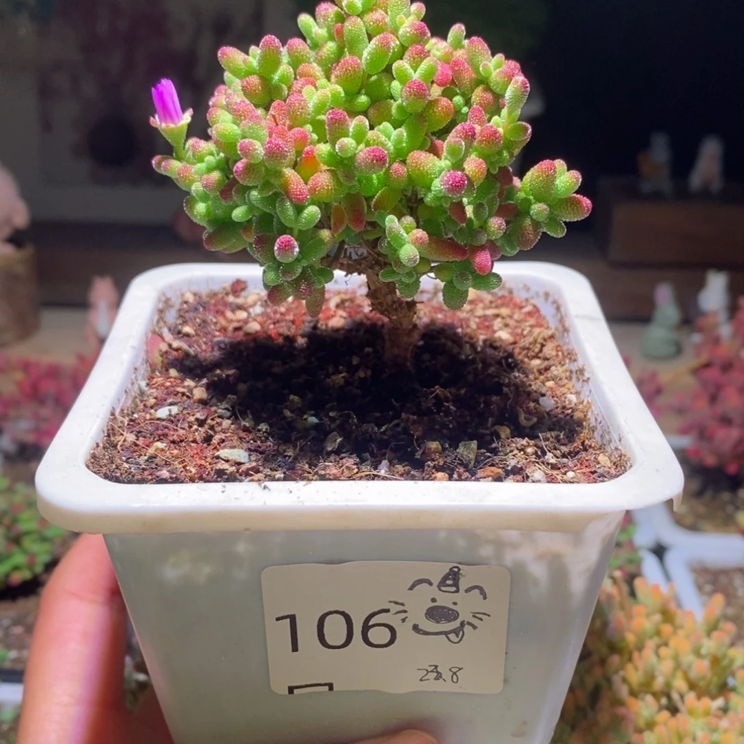 蜜橘带盆土发货一物一拍