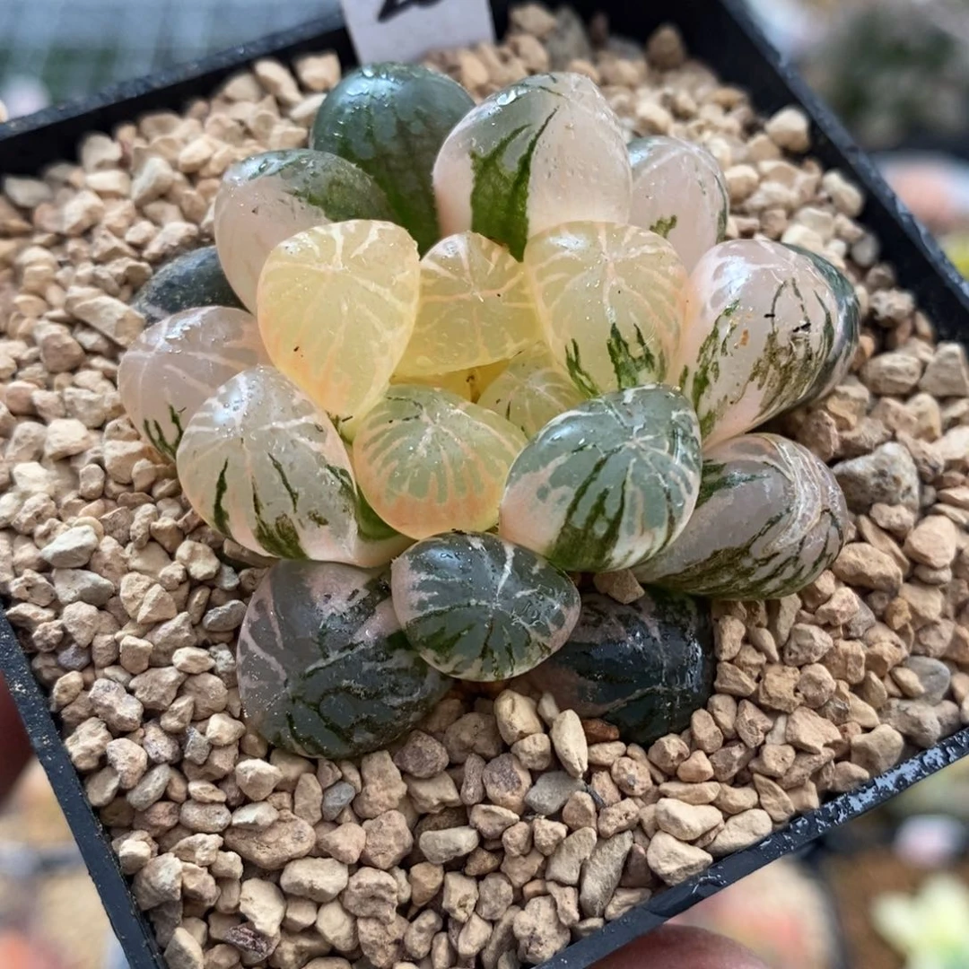 25塑料皮玉露锦福利
