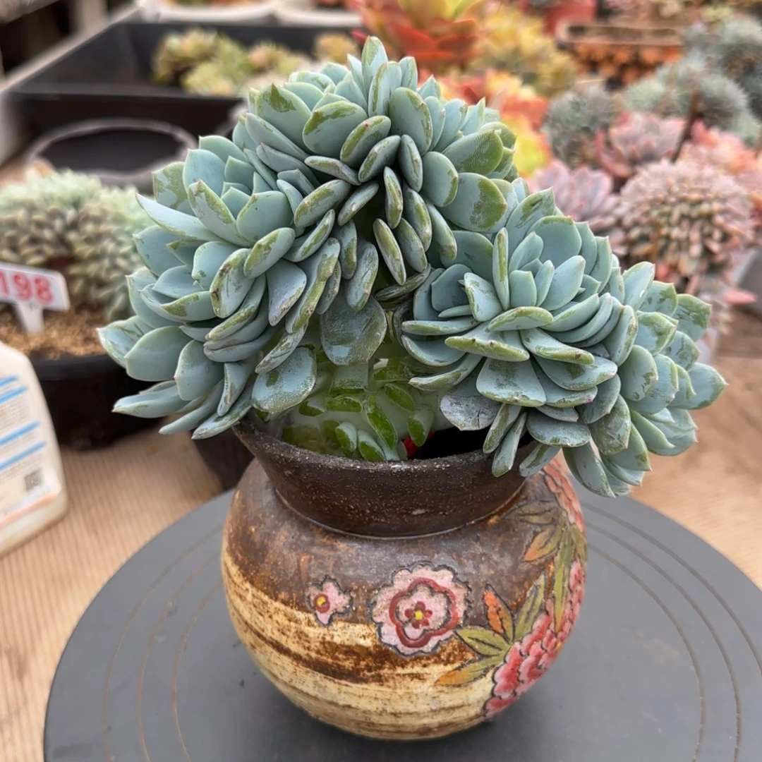 153。    凤橙缀多肉