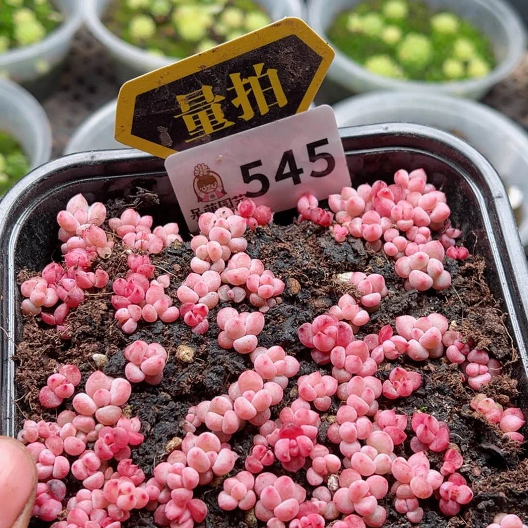 多肉植物多肉植物