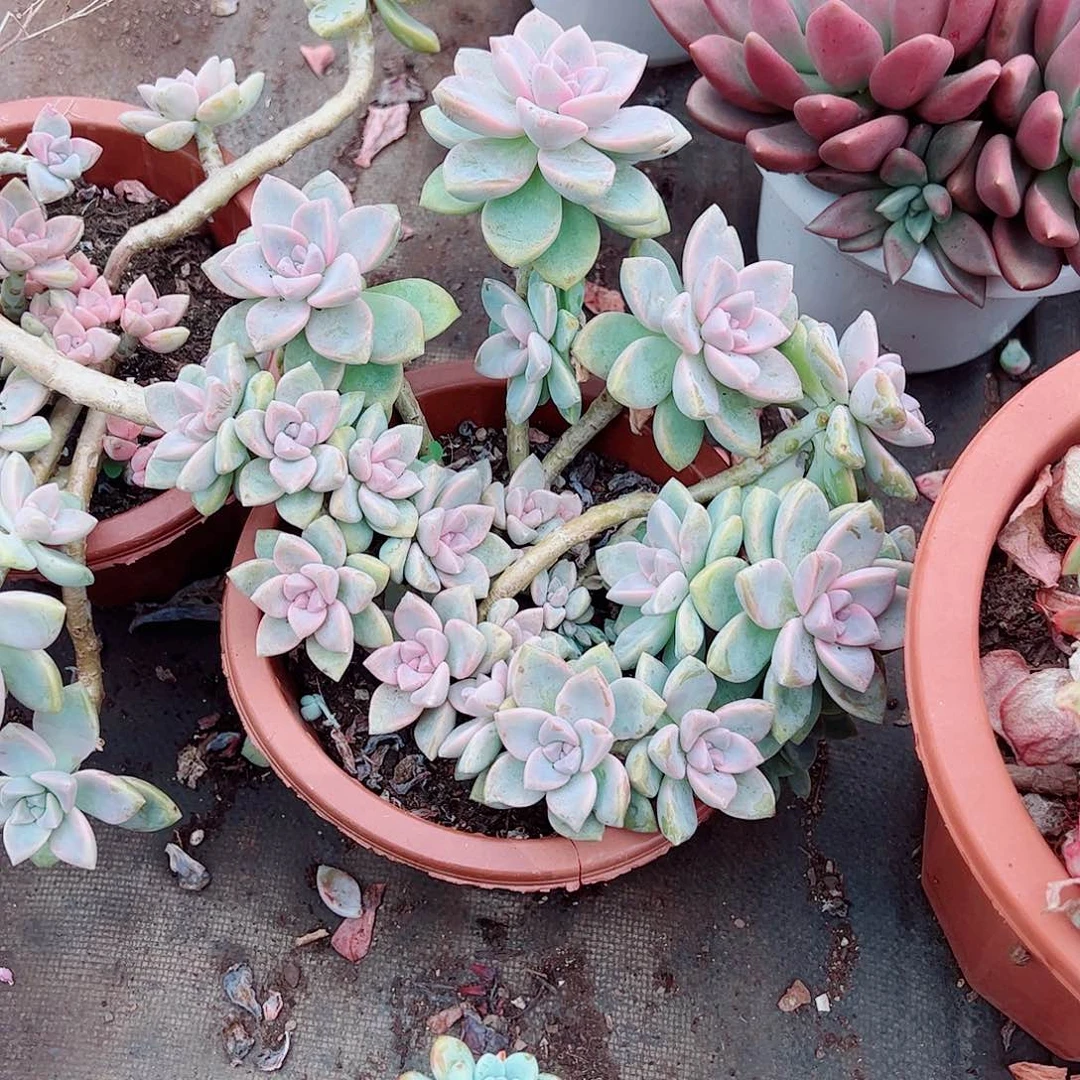 紫雾多头造型精品特大