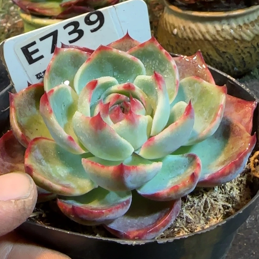 三角勺型惊鸿一物一拍包装收缩花旱739