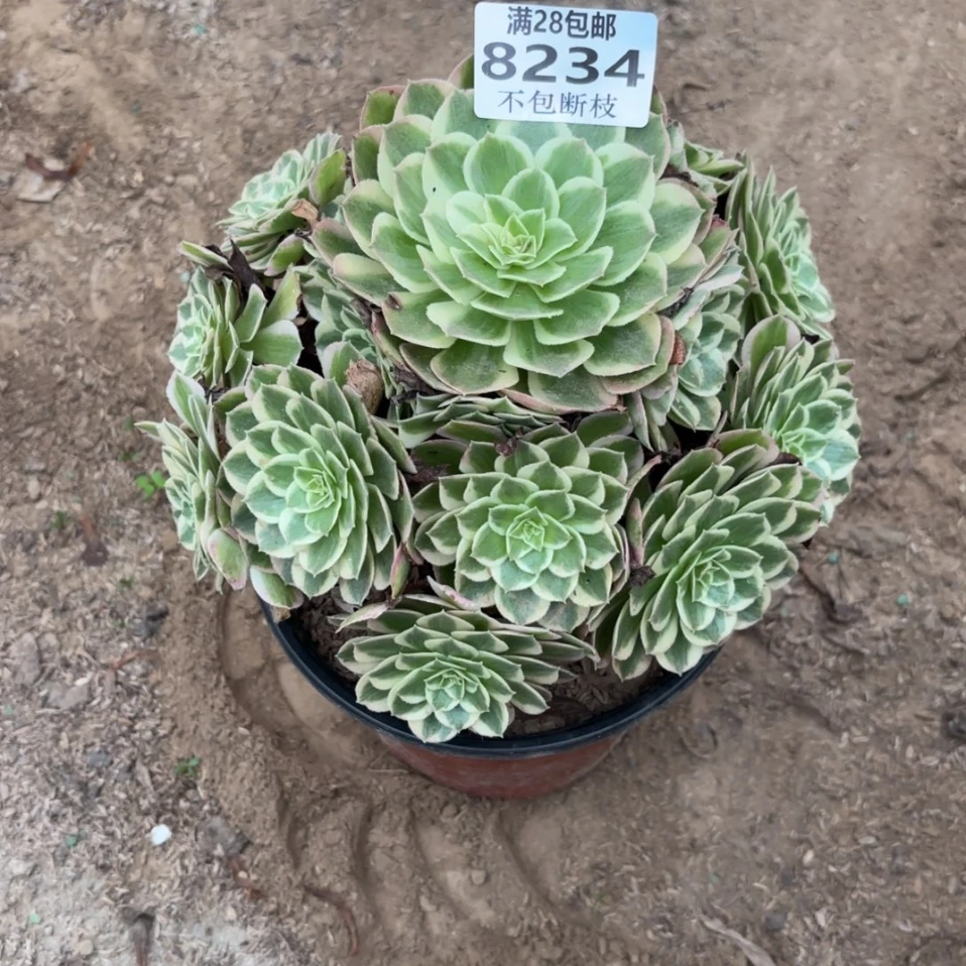N. 8234孔雀翎多肉，abao