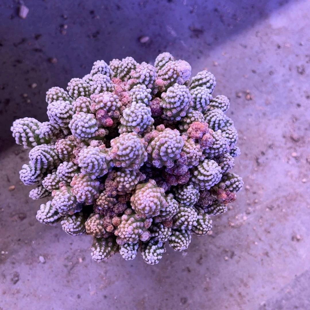 西****烤明日香肌。