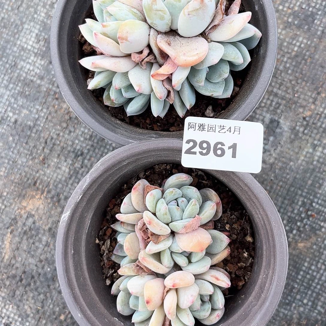 阿雅园艺。   2961