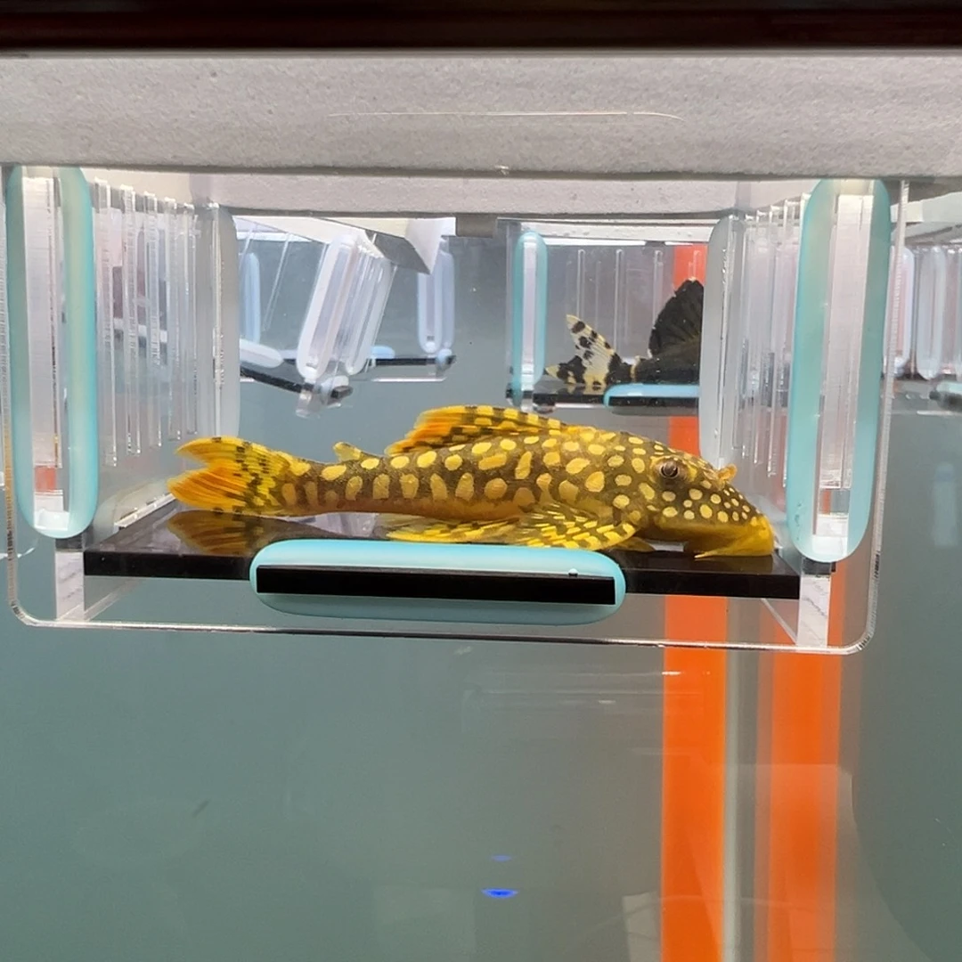 清道夫录完整开箱视频、入缸不包损7.7