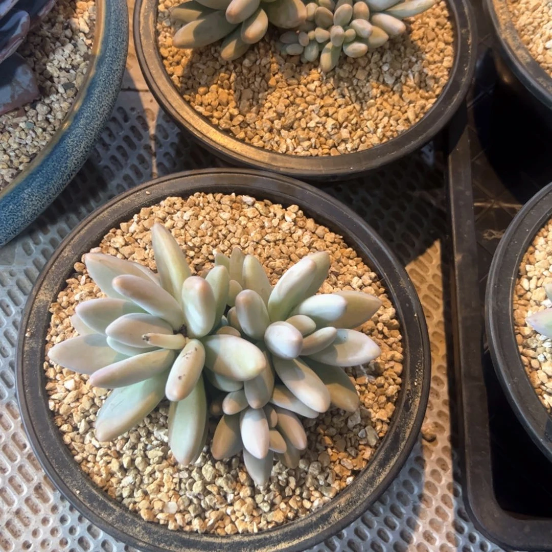 用****7多肉植物多肉植物