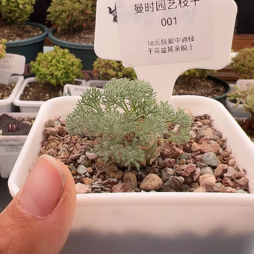 1号白皮月界1.3多肉