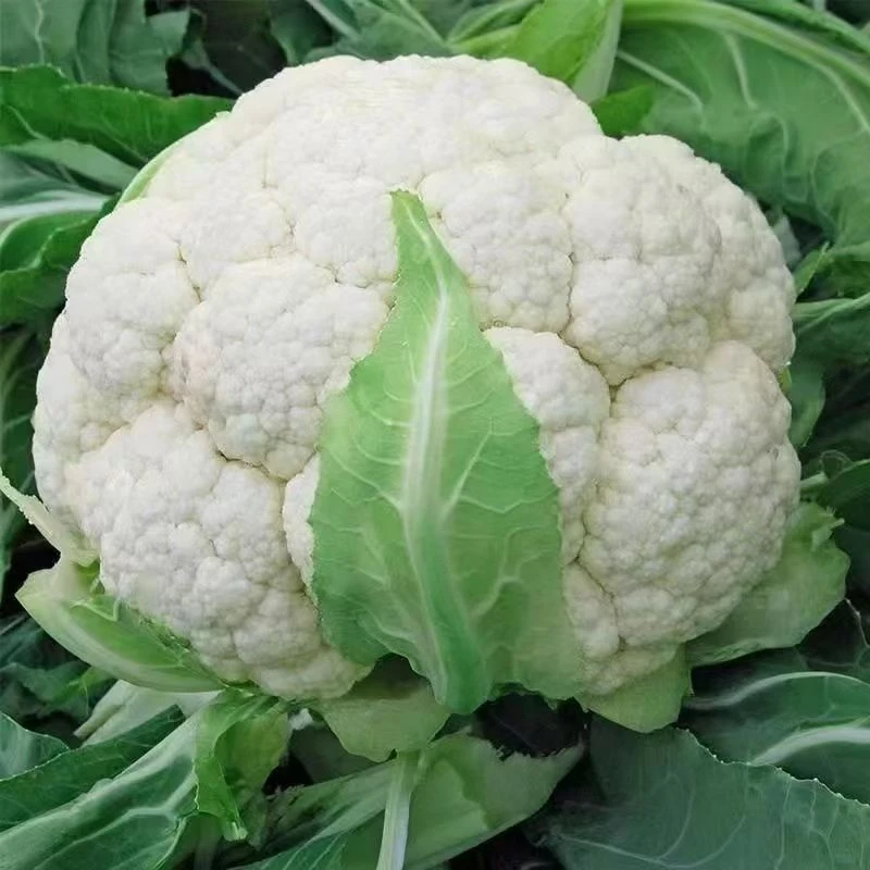 2025新鲜花菜农家自种白菜花现摘现发蔬菜