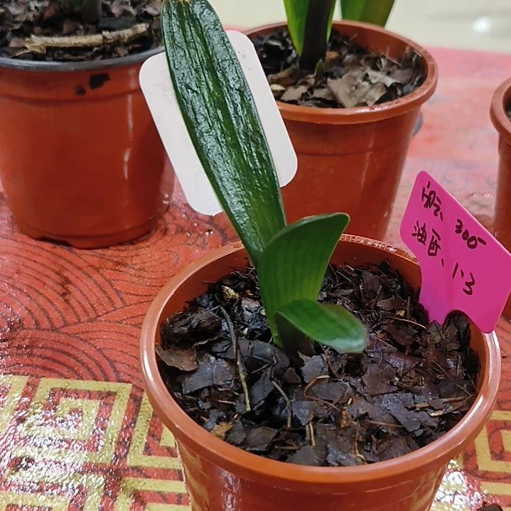 完全开放“鑫子兰苑”杜杜