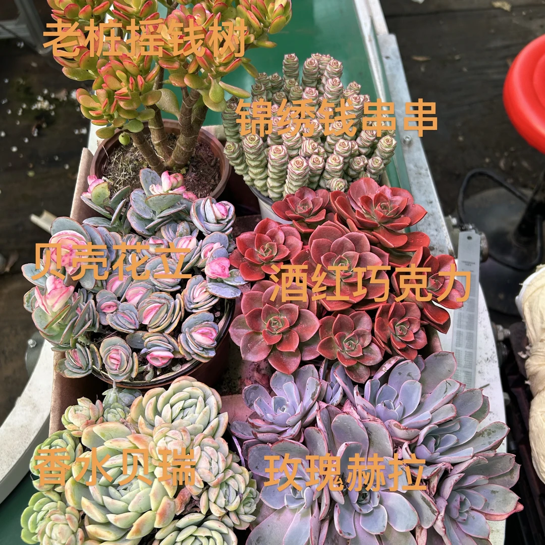 钱串串多肉组合（6盆）带盆带土包邮新手好养