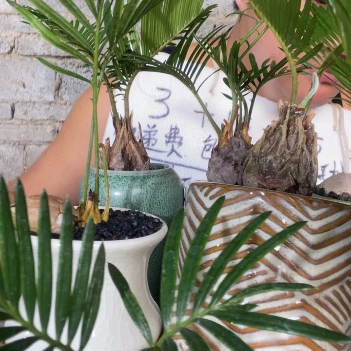 铁树一个器型随缘带盆发货，一周浇水一次