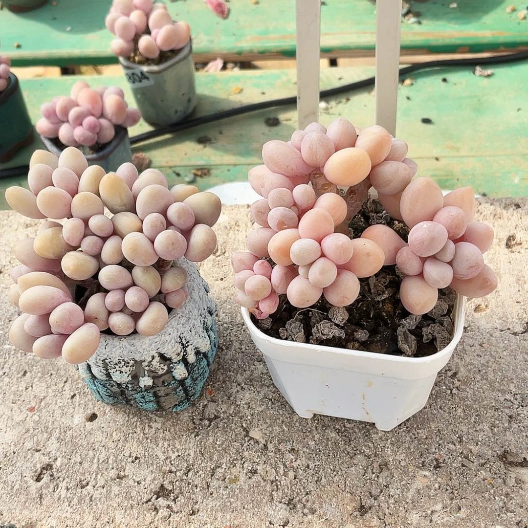 包***蛋多肉植物的生长发育