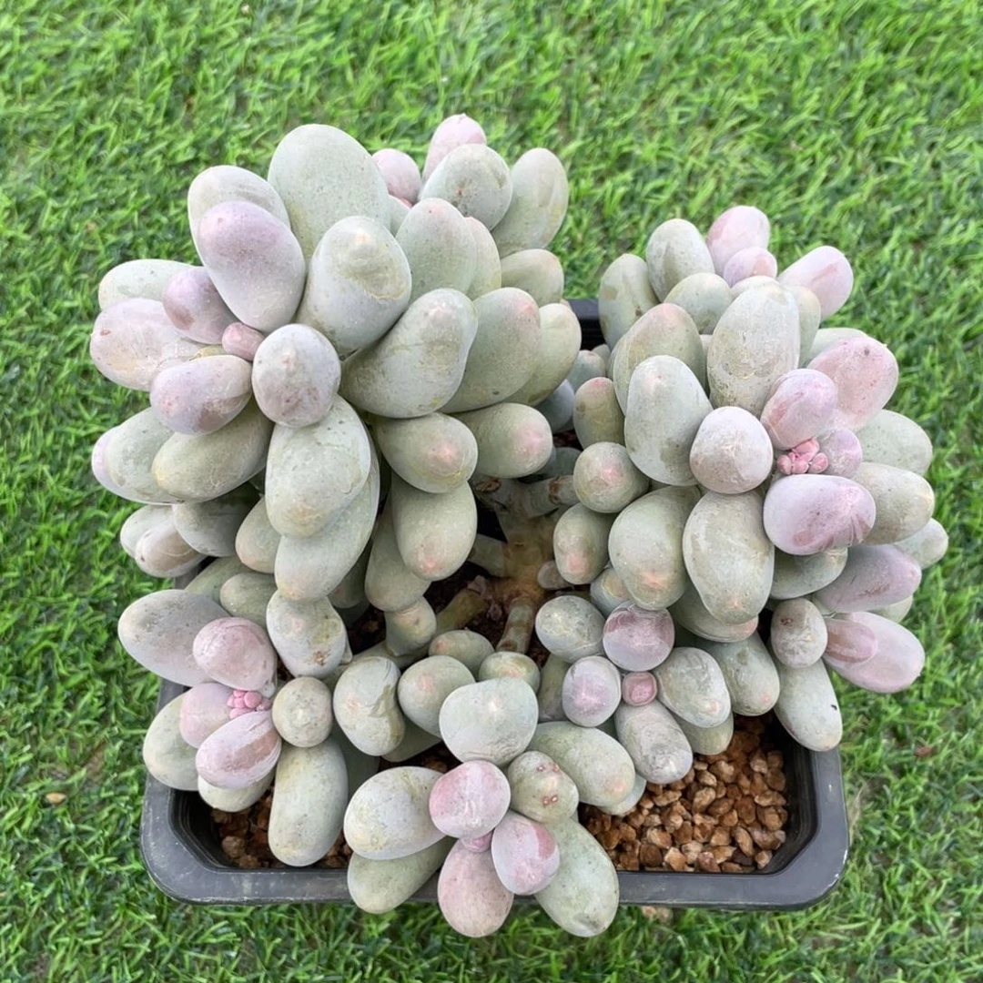 米克奶群生多肉植物