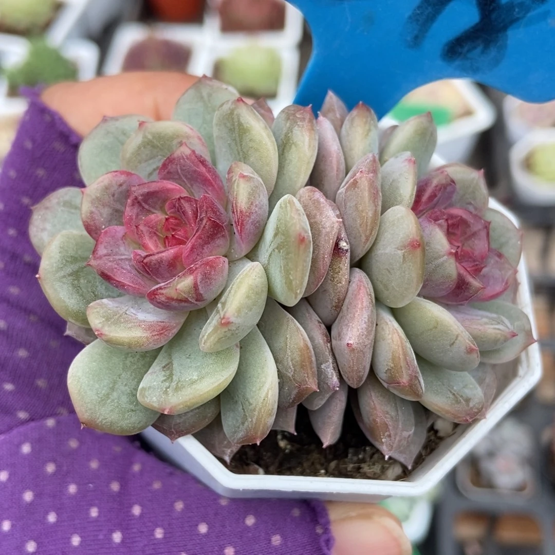 848糖果珍妮多肉植物