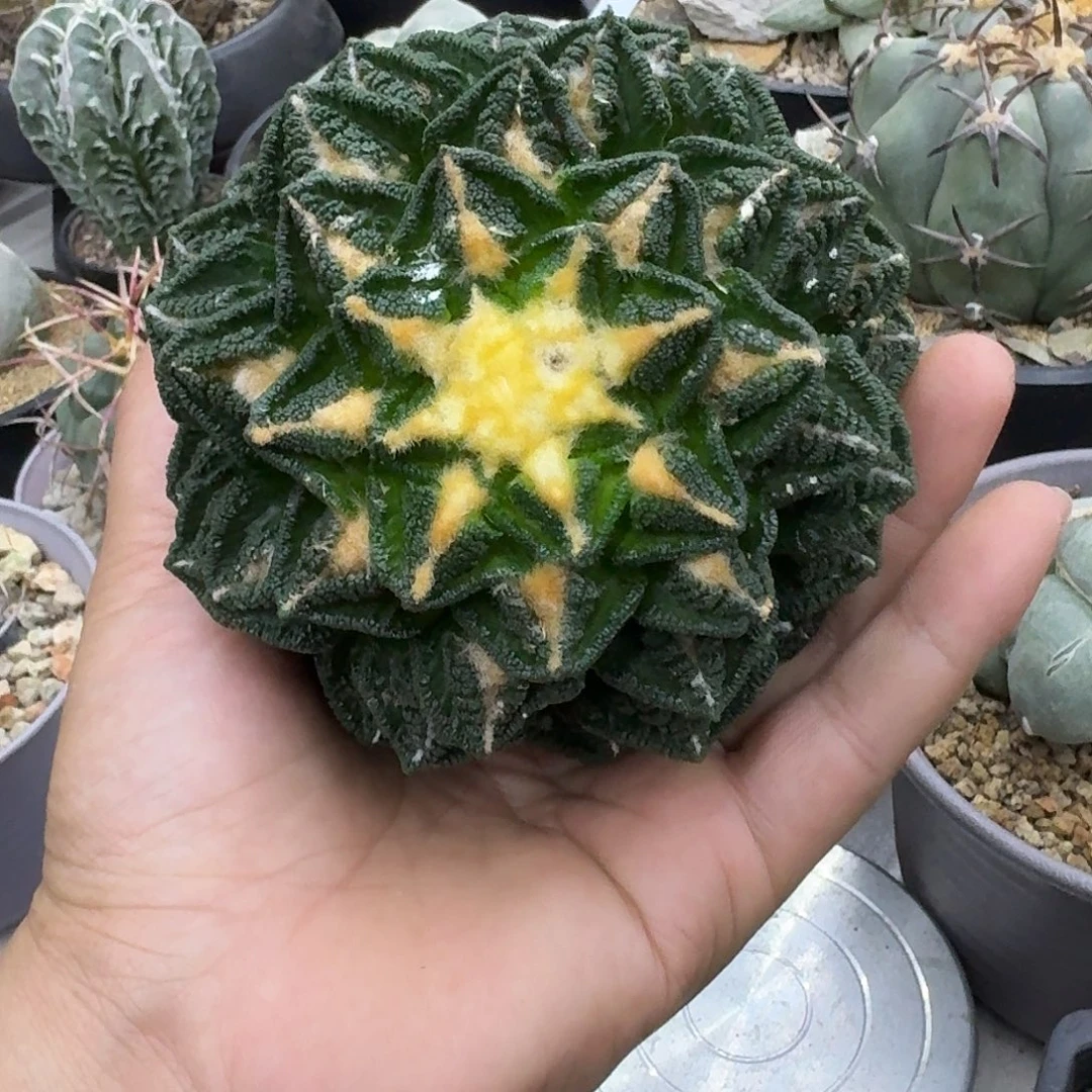 鹧***菜苗接辛顿牡丹仙人球