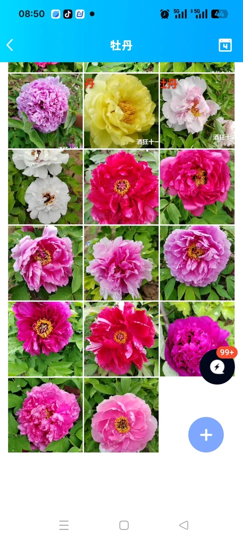 北方特色花卉，国色天香牡丹花十颗混色芍药花