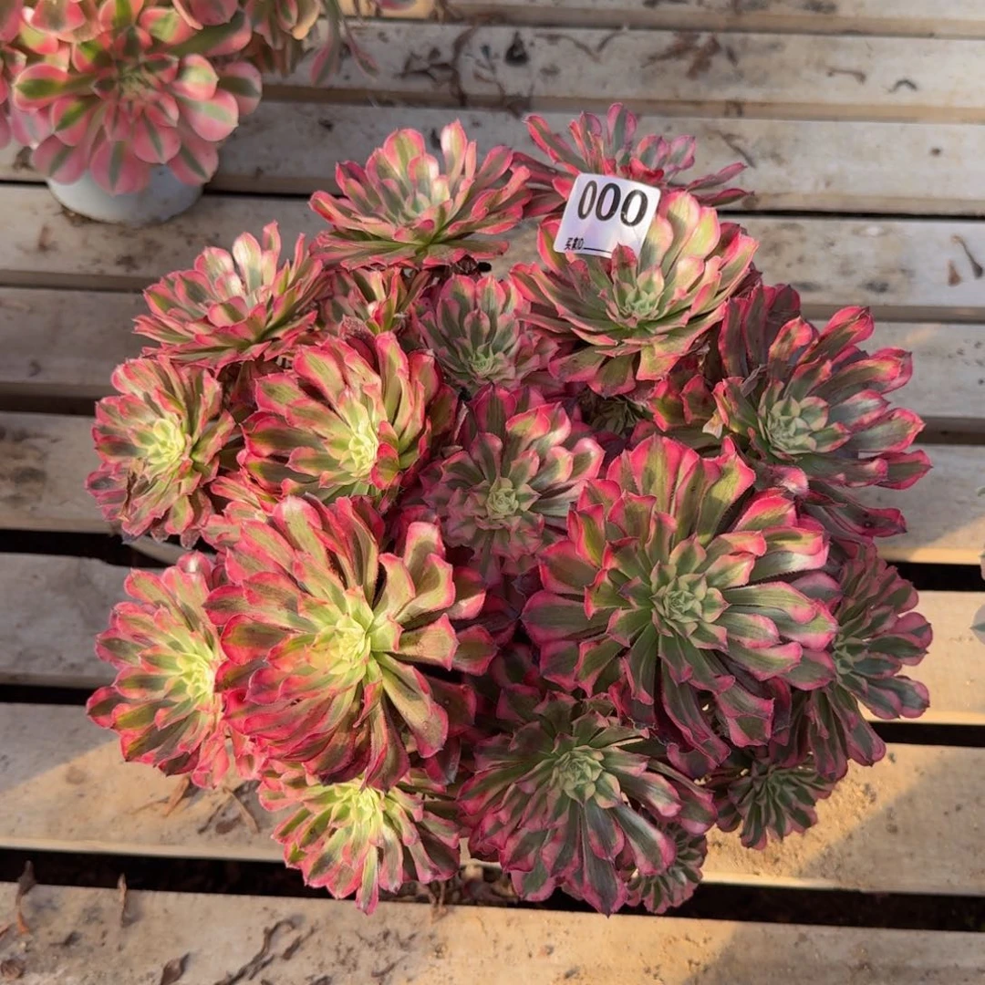 000红铜多肉植物