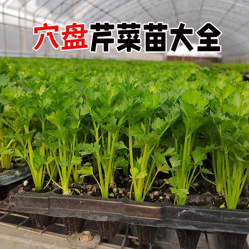 穴盘芹菜苗小香芹秧苗新鲜四李盆栽可食用阳台可种植成活高