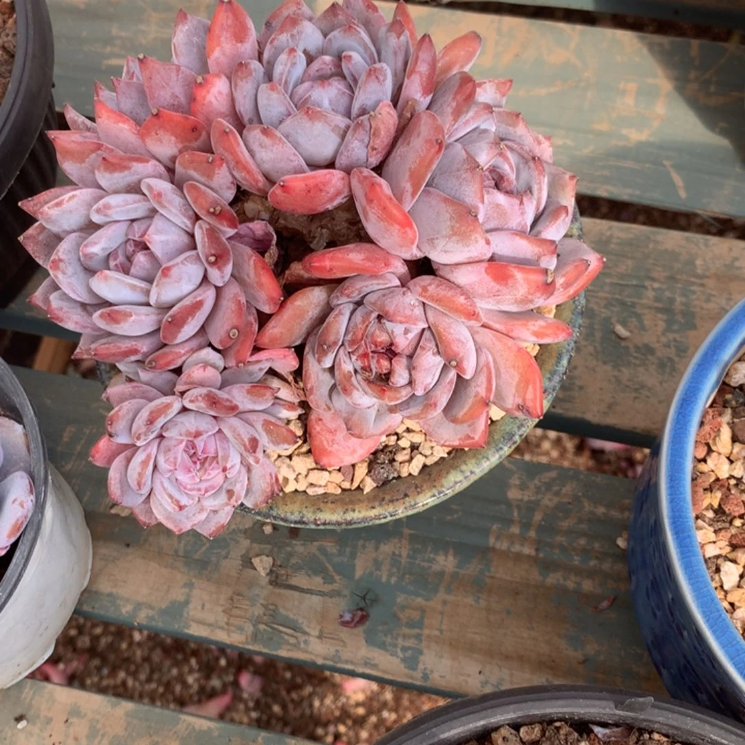 无花朵哈哈哈哈哈哈哈哈哈哈73