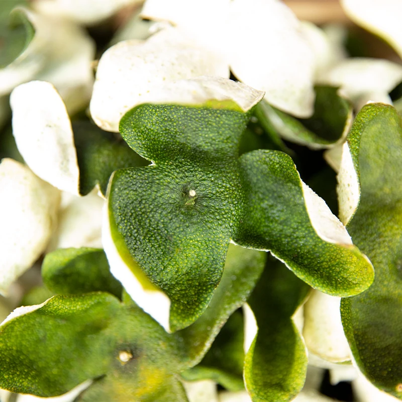 15号 新会2024年东甲青陈皮