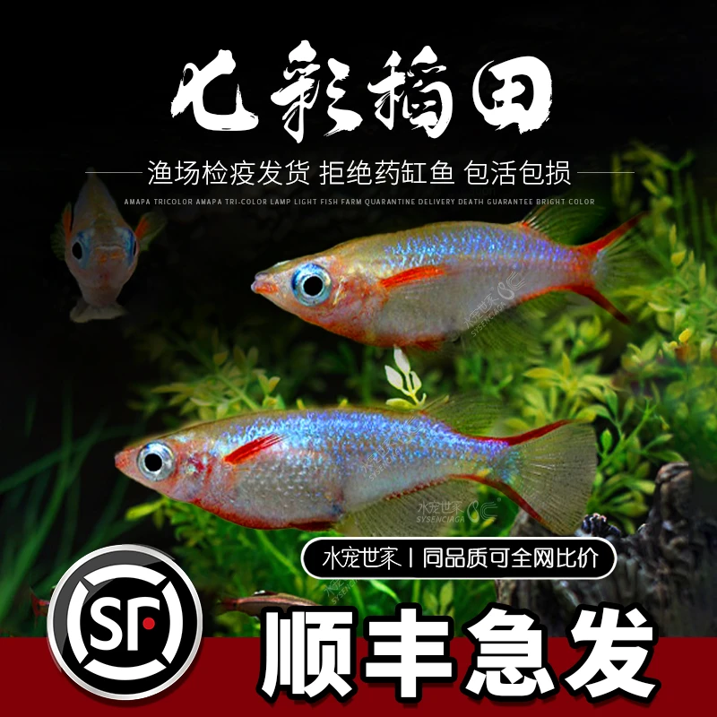 七彩稻田小型群游热带鱼草缸造景活体稻田鱼中层发货七彩霓虹鱼