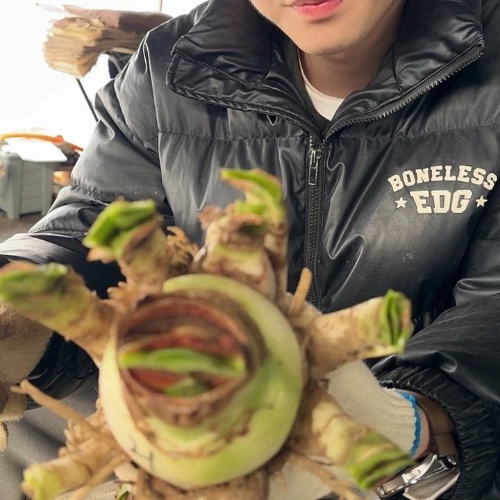 2023杂交盲盒21号有花剑 坨坨不知花色 开花无售后