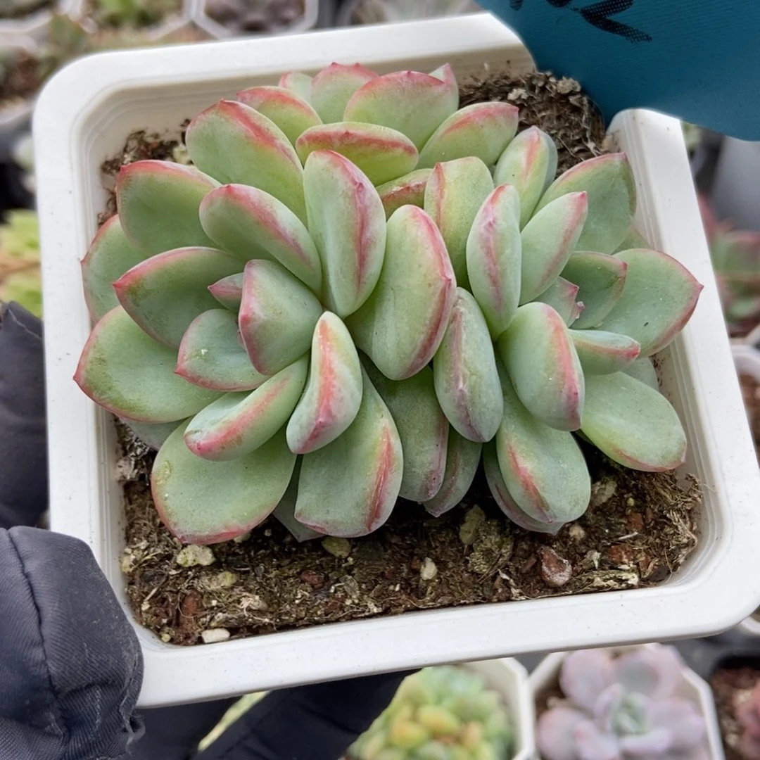 102泡芙多肉植物多肉