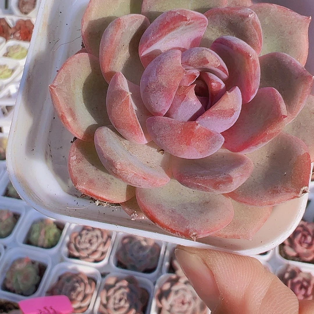 蓝莓19包邮多肉植物
