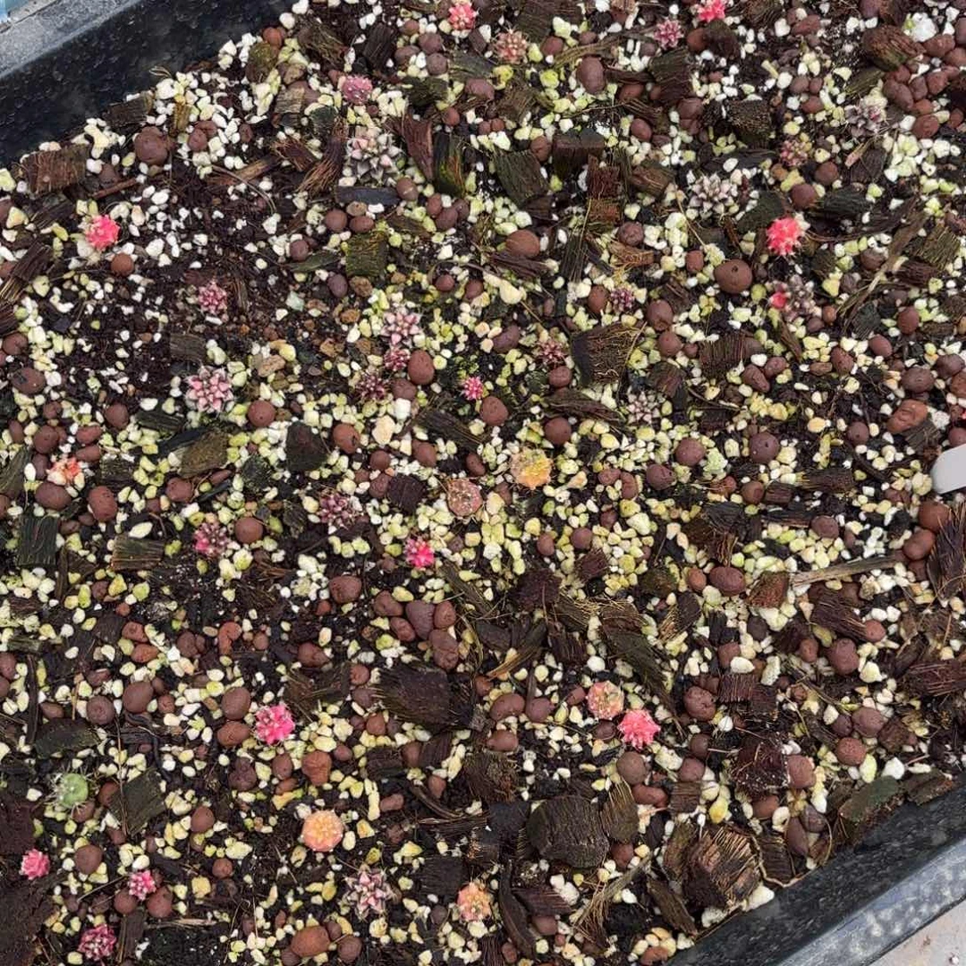 泰系米哈侧牙打包出几十个