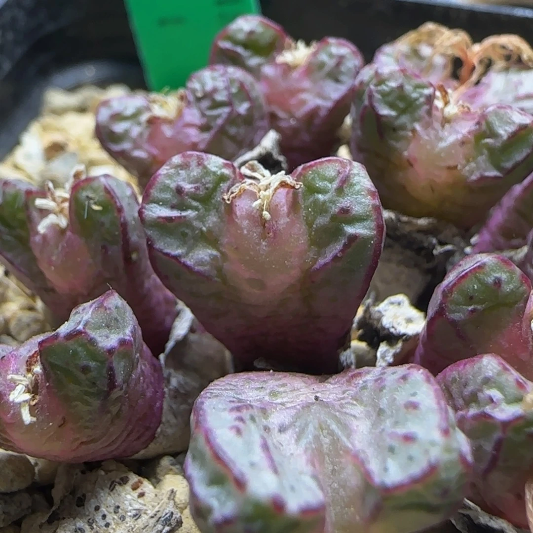 sh500漂亮多肉植物75