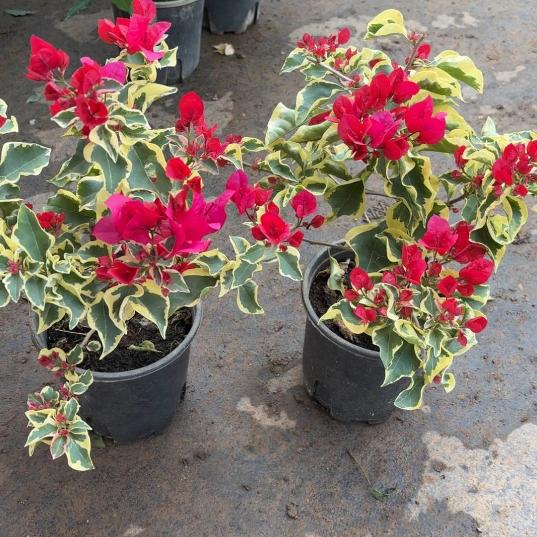 全部花苞（花叶大红）三角梅会落花落叶会光杆苗有大有小