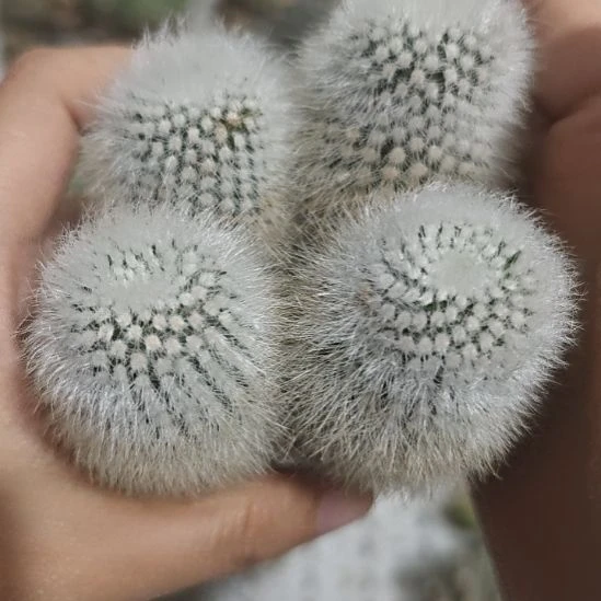 一物一拍，实生白小丁！
