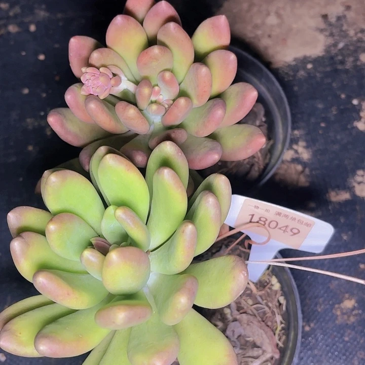 浅*芒果奶一物一拍18049