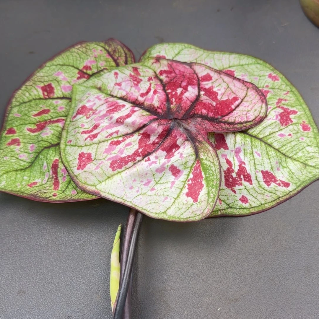 666-1028广东发货红宝石