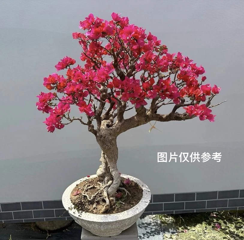 同安红老桩盆景素材直播间一物一拍
