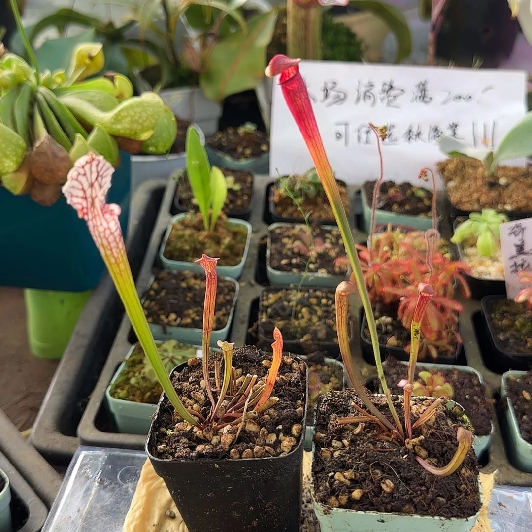 完全开放瓶子草2颗