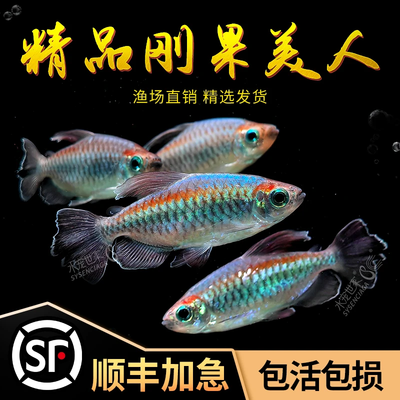 刚果美人耐活美人石美人蓝美人鱼热带观赏鱼小型淡水鱼群游活体鱼