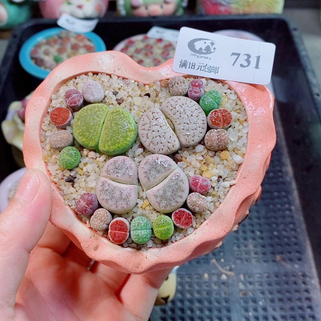 生石花花花花花花731