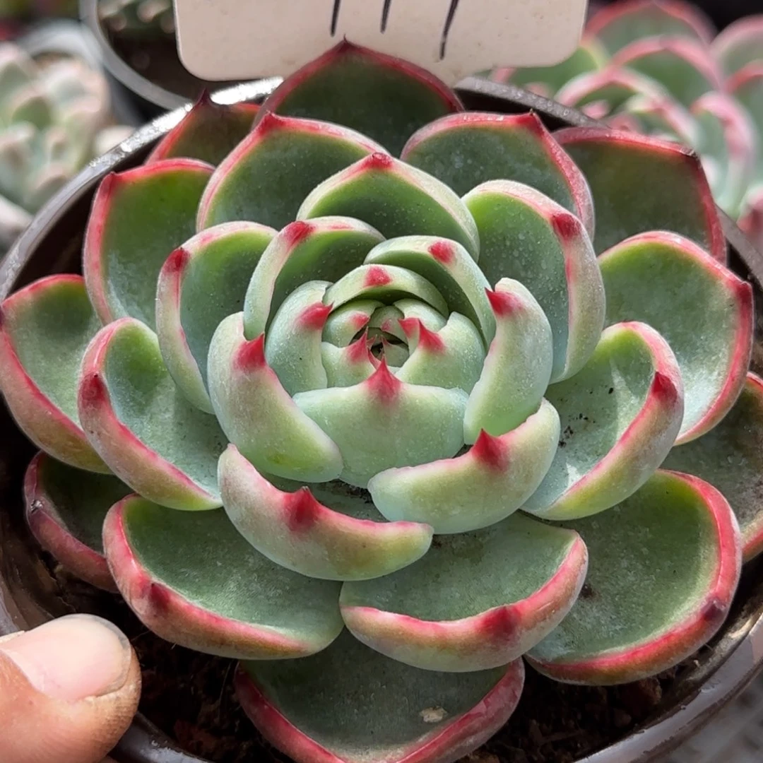 玫瑰惊鸿一物一拍包装收缩花旱119