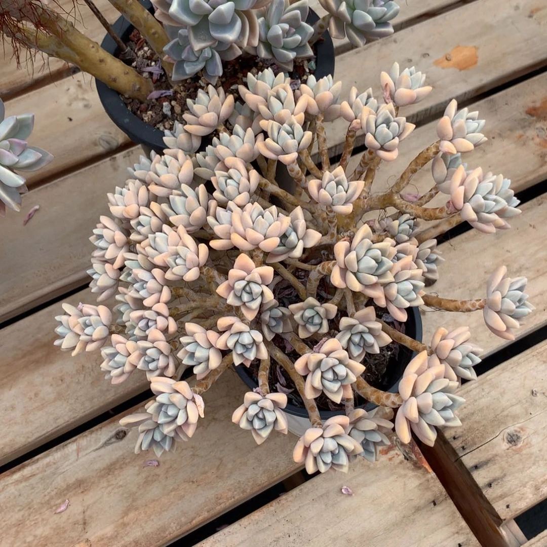 多肉植物 一物一拍