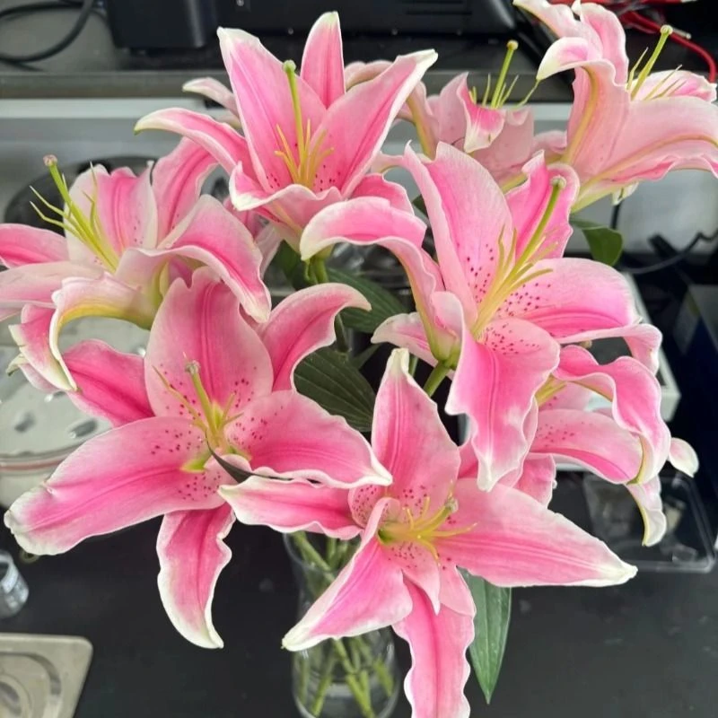 云南基地直发香水百合花束水养鲜花家用同城速递插花