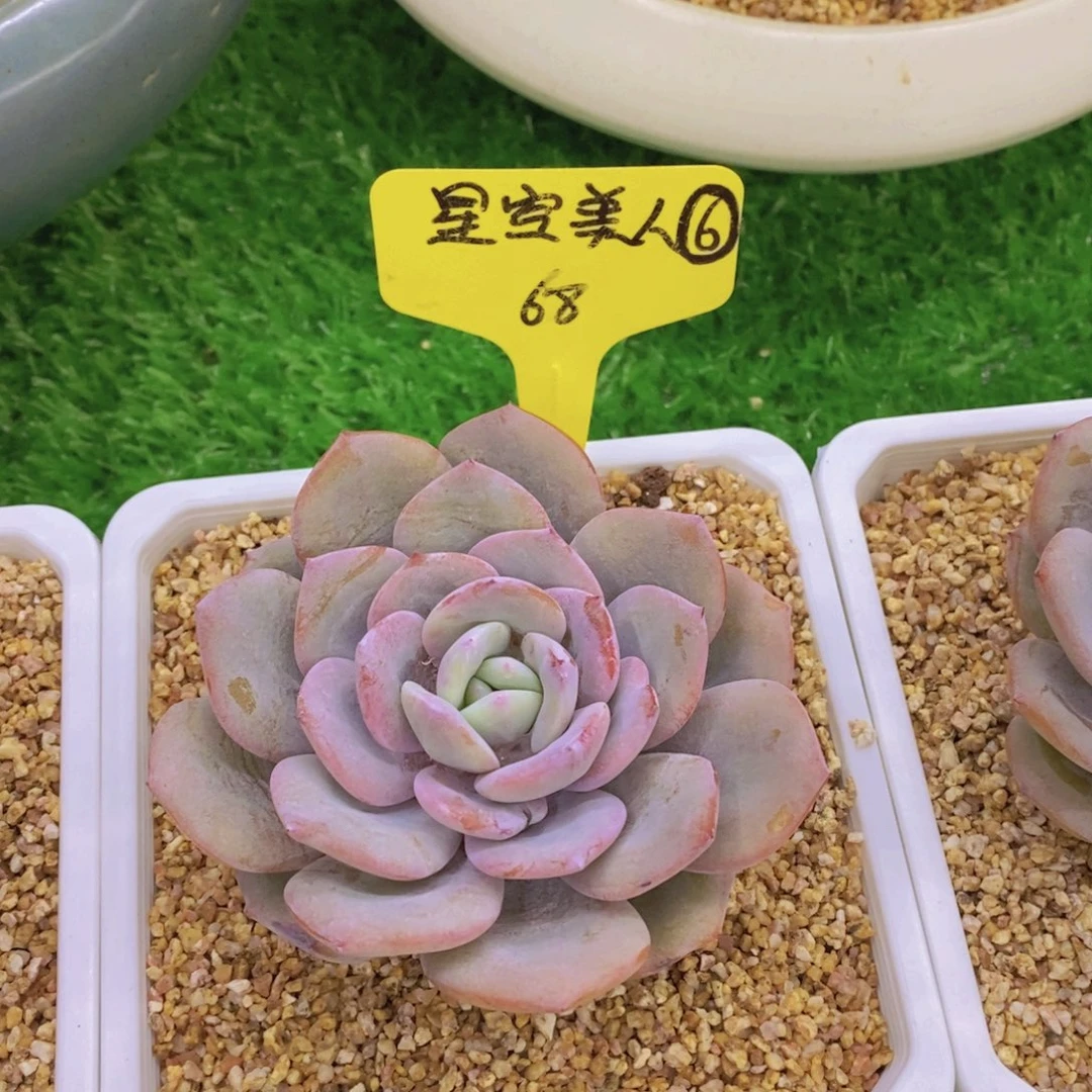 开心多肉植物多肉