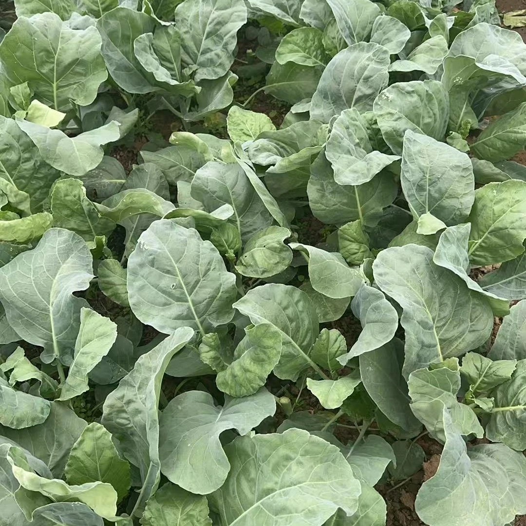潮汕江东露天种植新鲜芥兰芥蓝菜农家甘蓝现摘现发时令蔬菜当季菜