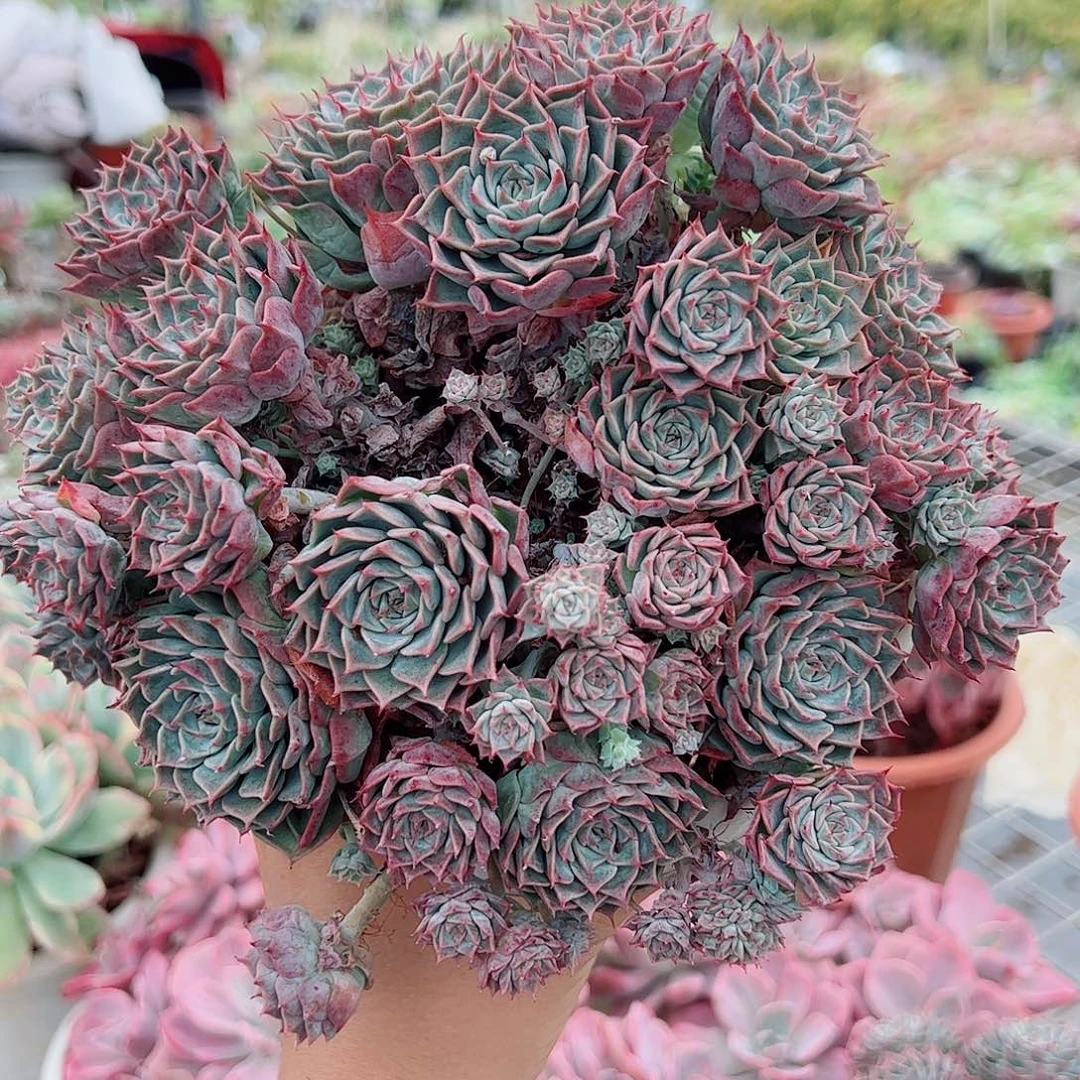 海滨格瑞带盆土精品特价