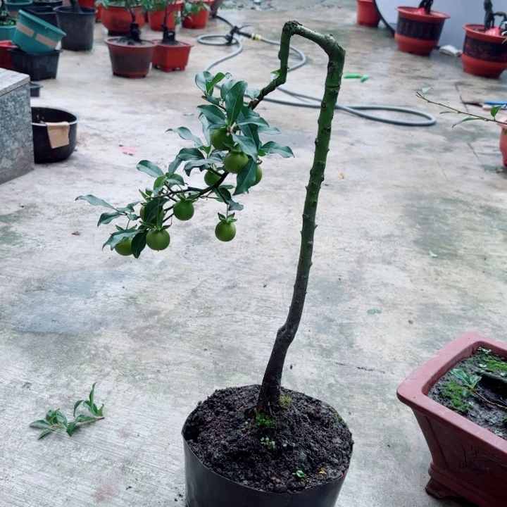 无花朵恋*金弹子盆景树